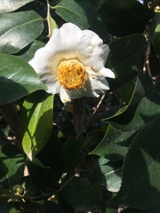 Magnoliopsida