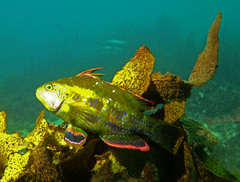 Heteroscarus acroptilus