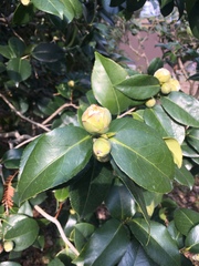 Magnoliopsida
