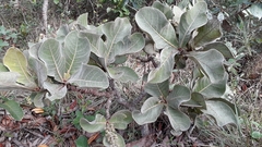 Byrsonima verbascifolia
