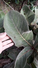 Byrsonima verbascifolia