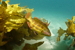 Heteroscarus acroptilus