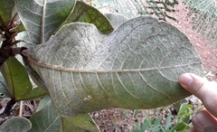 Byrsonima verbascifolia