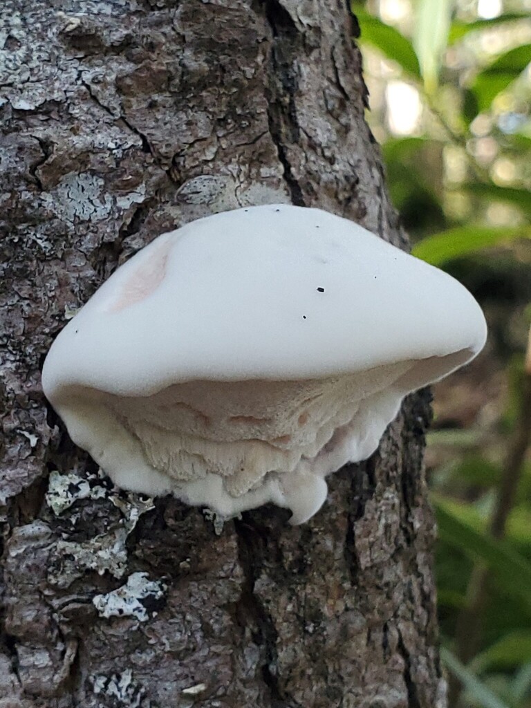 Leptoporus mollis · November 2025 · photo: © arlenedevitt (iNaturalist, cc-by)