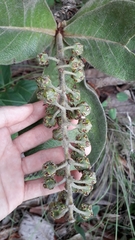 Byrsonima verbascifolia