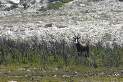 Damaliscus pygargus pygargus