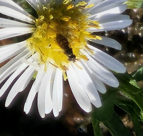 Unknown species found near S. Boone & Lamont, Johnson City, TN 37604, USA