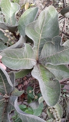 Byrsonima verbascifolia