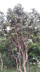 Byrsonima verbascifolia