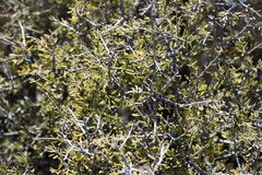 Prunus fasciculata