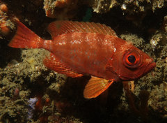 Priacanthus macracanthus