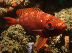 Priacanthus macracanthus