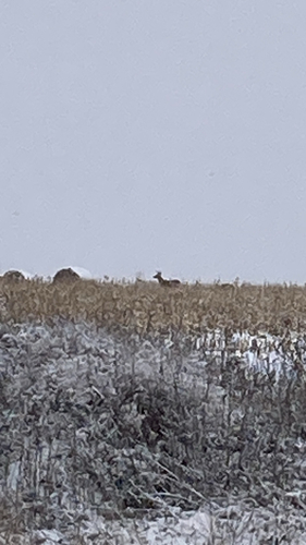 White-tailed Deer