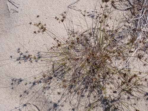 Gray's Flatsedge (Cyperus grayi)