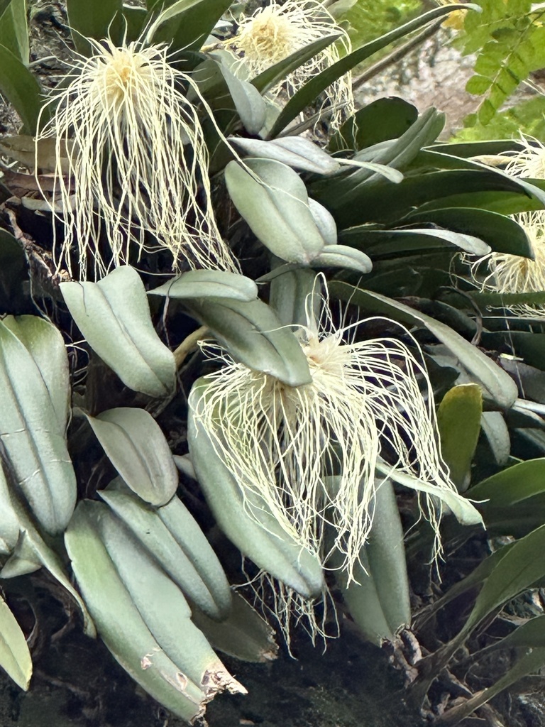 Bulbophyllum medusae 'Full Moon' 2