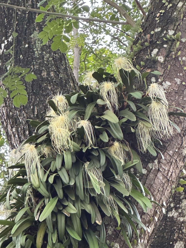 Bulbophyllum medusae 'Full Moon' 3
