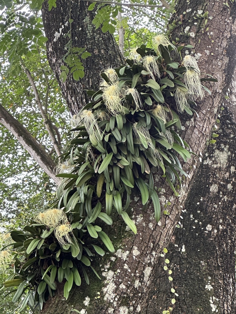 Bulbophyllum medusae 'Full Moon' 4