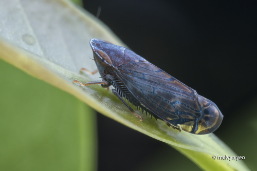 Hecaloidella brevispina, 2021-07-31