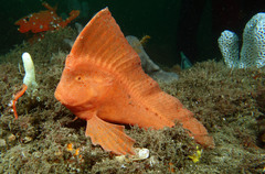 Red Foreheadfish photo 1