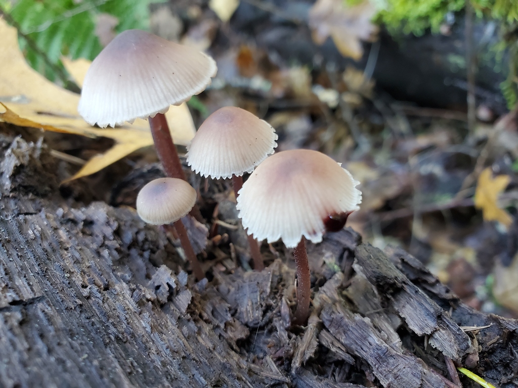 Mycena haematopus · November 2025 · photo: © arlenedevitt (iNaturalist, cc-by)