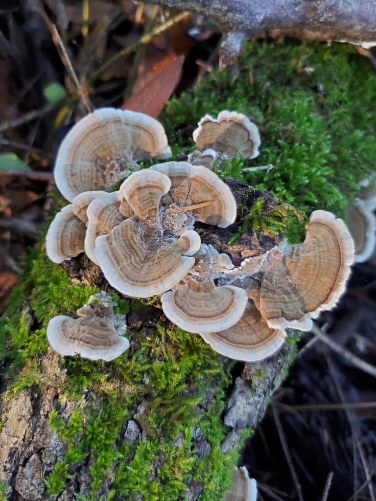 Trametes ochracea · November 2025 · photo: © arlenedevitt (iNaturalist, cc-by)