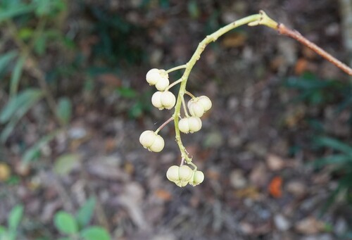 Mallotus polyadenos observed 2025-11-09