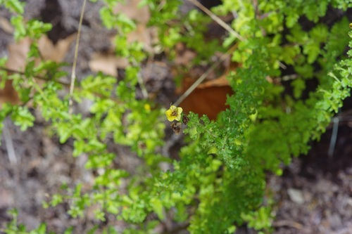 Texas Blacksenna (Seymeria texana)
