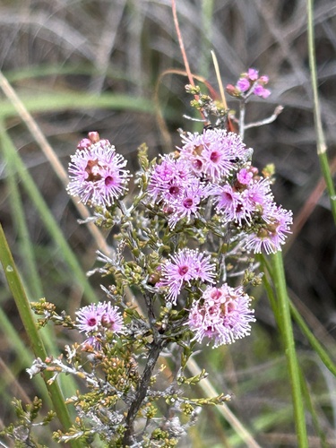 Kunzea parvifolia, photograph 6