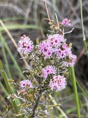 Kunzea parvifolia, photograph (c) Tony Eales, some rights reserved (CC BY-SA)