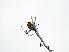 Oriolus flavocinctus