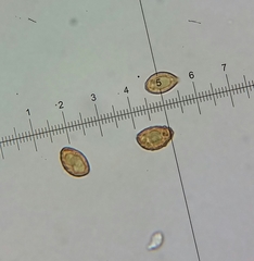 Cortinarius citrinifolius