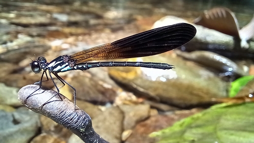 Heliocypha biseriata