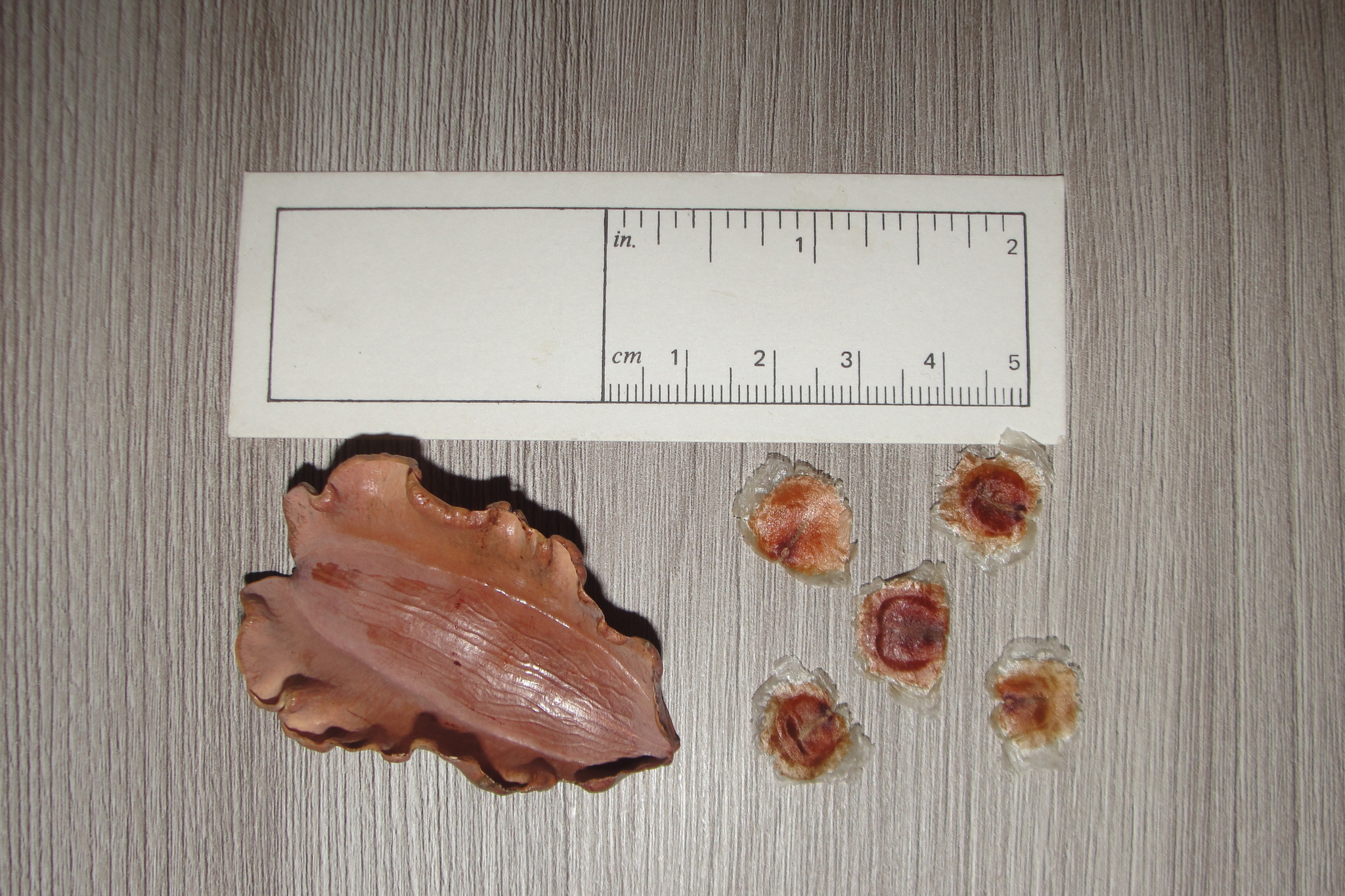 Cuspidaria argentea