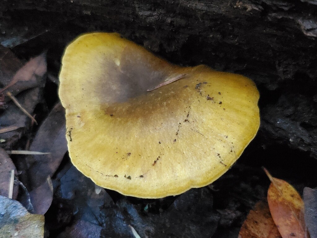 Omphalotus olivascens · November 2025 · photo: © arlenedevitt (iNaturalist, cc-by)
