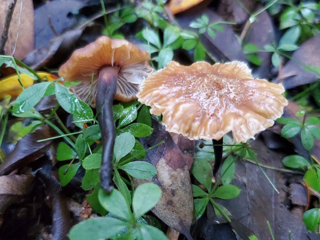 Gymnopus brassicolens · November 2025 · photo: © arlenedevitt (iNaturalist, cc-by)