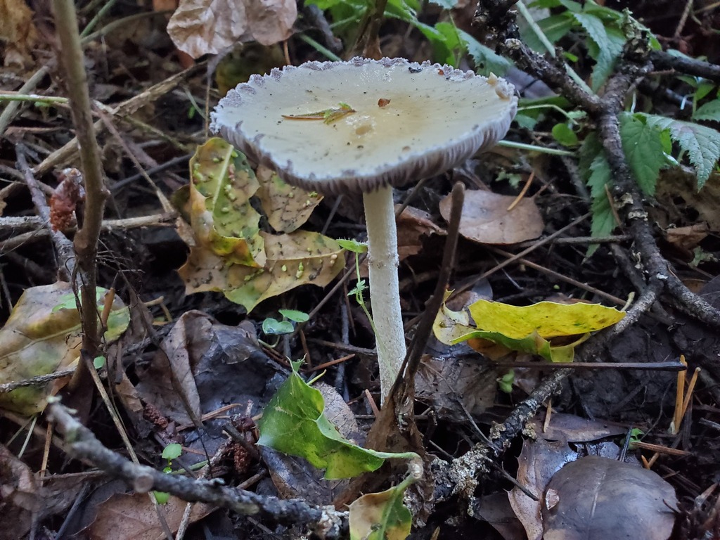 Stropharia ambigua · November 2025 · photo: © arlenedevitt (iNaturalist, cc-by)