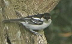 Dryoscopus cubla cubla