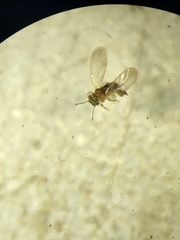 Blastopsylla occidentalis