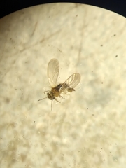 Blastopsylla occidentalis