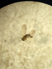 Blastopsylla occidentalis