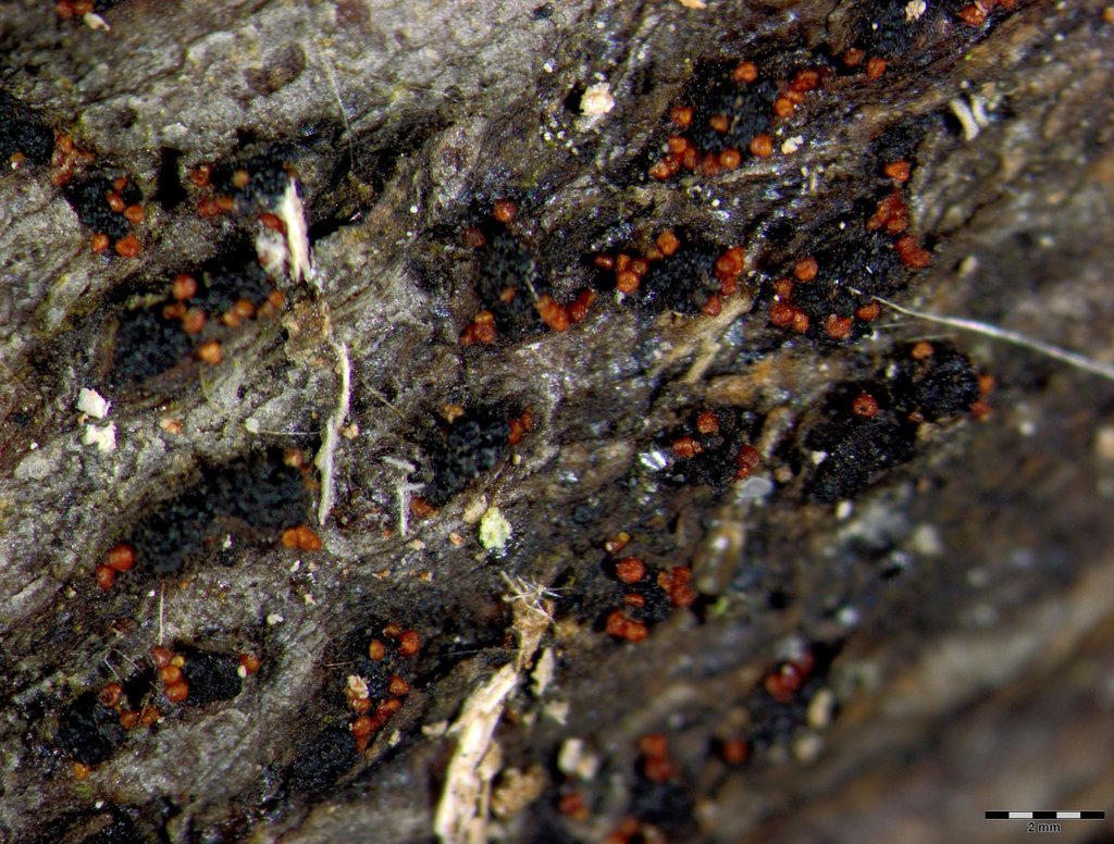 Pseudocosmospora eutypellae
