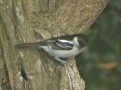 Dryoscopus cubla cubla