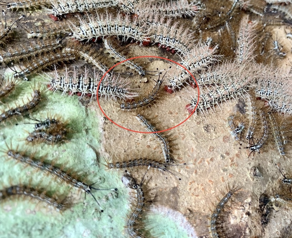 Hylesia continua