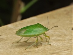 Chinavia pallidoconspersa