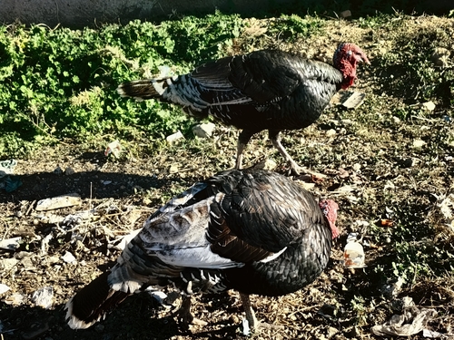 Domestic Turkey