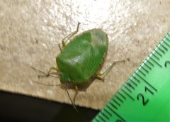 Chinavia pallidoconspersa