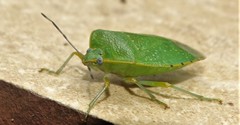 Chinavia pallidoconspersa