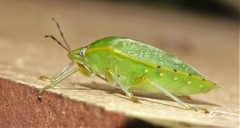 Chinavia pallidoconspersa