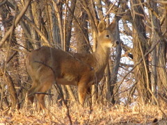 Hydropotes inermis argyropus