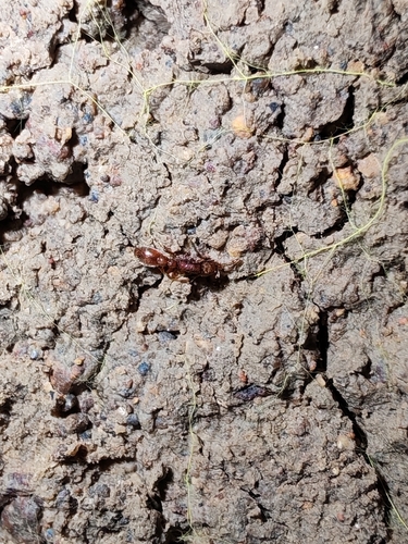 Cerapachys biroi observed 2025-11-09